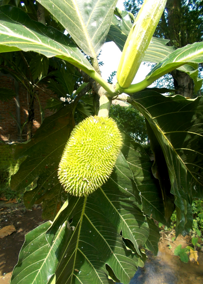 brightly lit image centered on oblong Breadnut fruit - fruit is yellow-green and covered in small spikes
