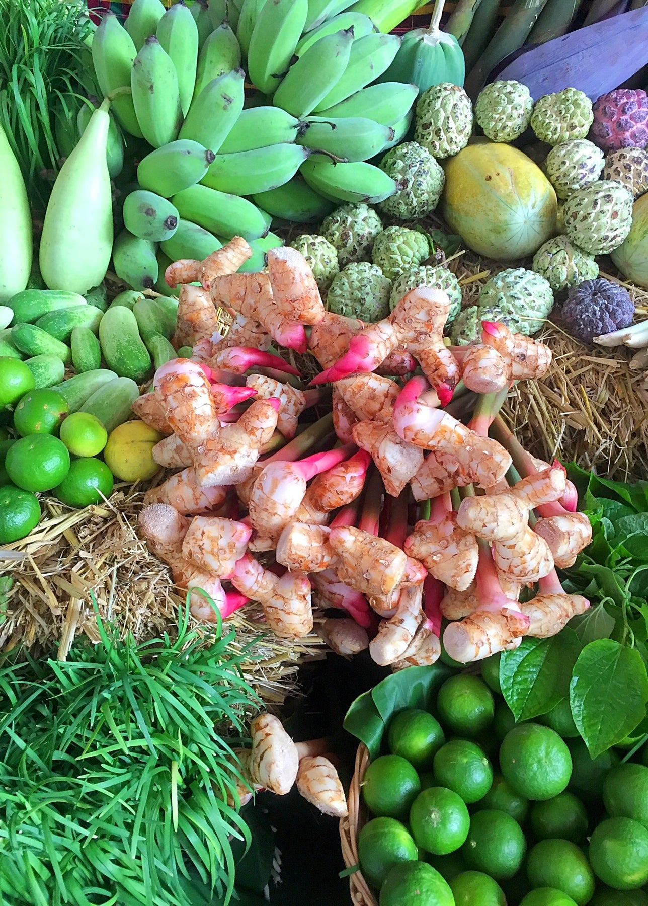 Thai Galangal Seeds, Grow Your Own, ALPINIA GALANGA, 15 Rare Vegetable  Seeds, Herb, Medicine, Pretty Flower, From Ginger Family, Non GMO, 