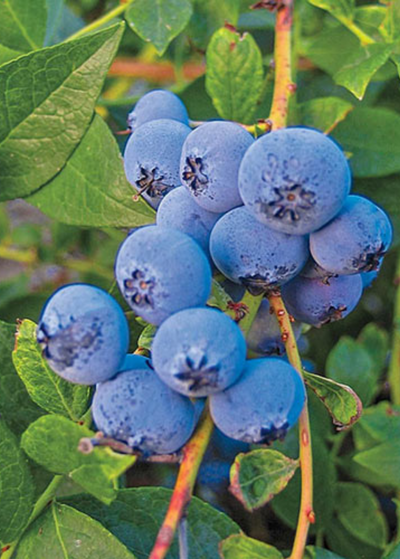 cluster of Biloxi Blueberry fruits - fruits are lighter, almost powdery blue