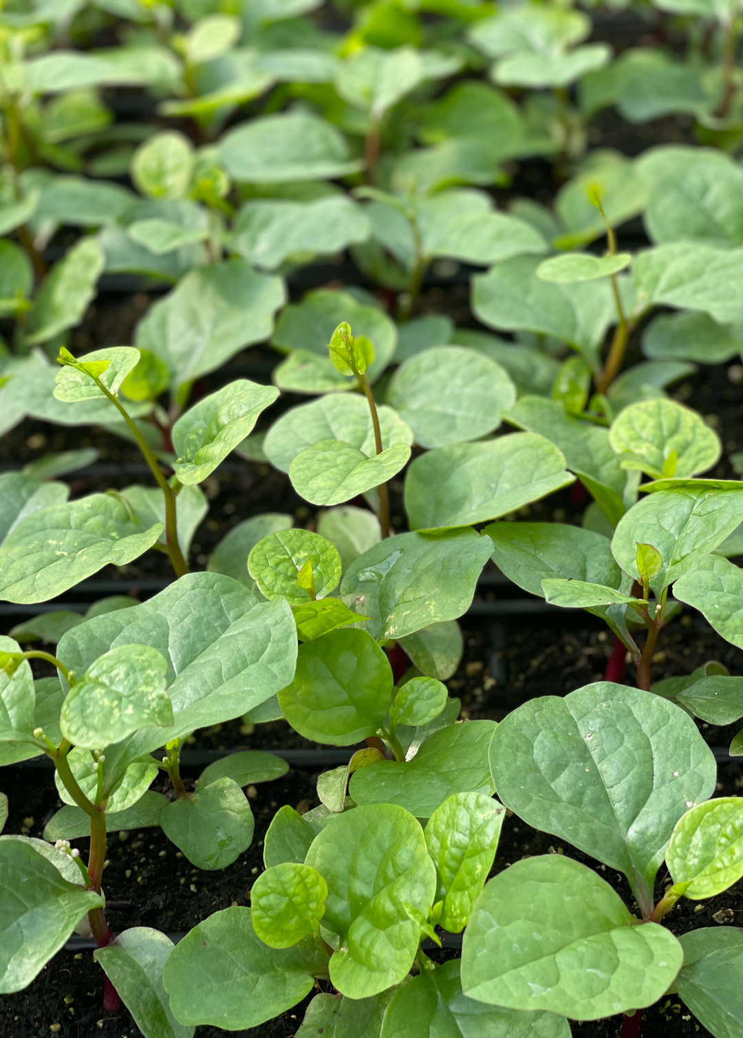 Malabar Spinach | Beautiful Annual Climbing Vine