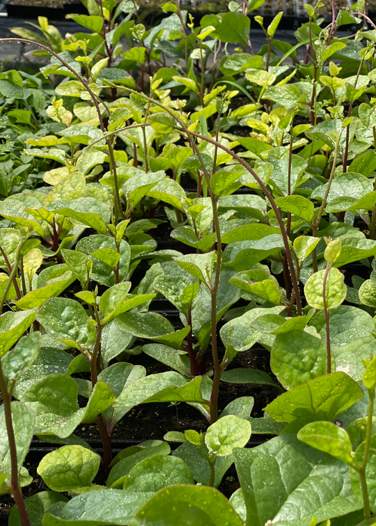 Malabar Spinach | Beautiful Annual Climbing Vine