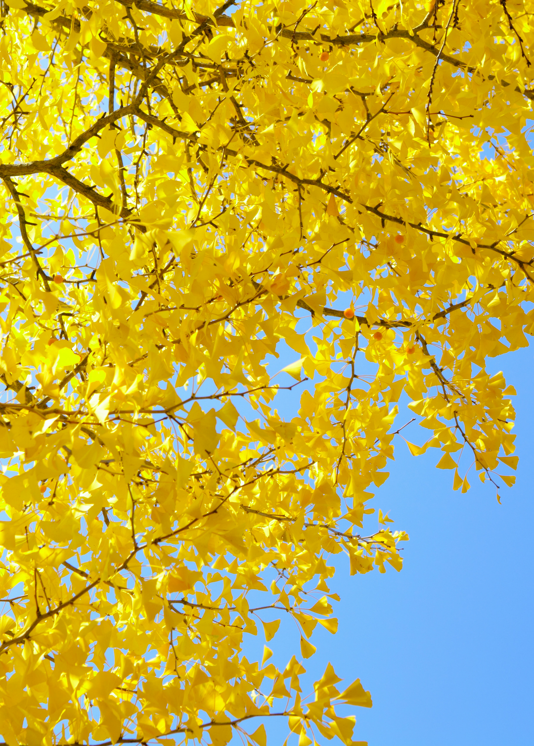 Ginkgo (Ginkgo biloba) Medium Coconut Coir Pot
