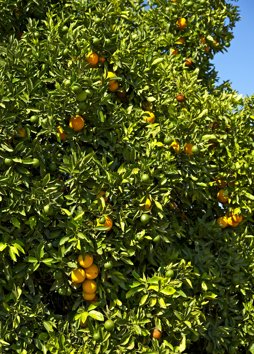 Honeybell Orange Fruit Trees For Sale - SowExotic.com – Sow Exotic