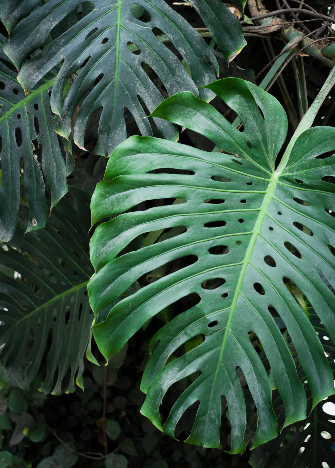 Monstera Plant, Swiss Cheese Plant, Monstera Deliciosa | Sow Exotic