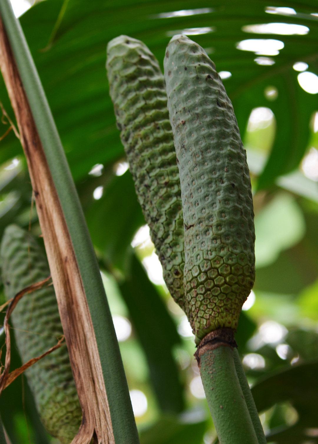 Monstera Plant, Swiss Cheese Plant, Monstera Deliciosa
