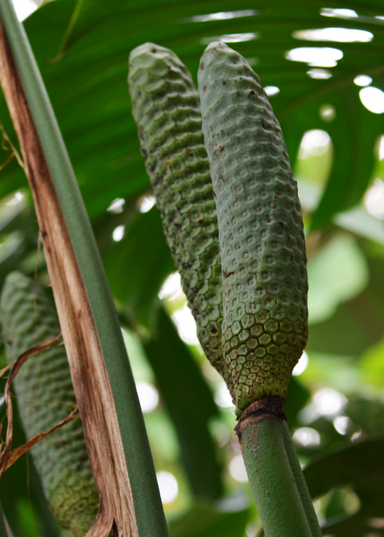 Monstera Plant, Swiss Cheese Plant, Monstera Deliciosa | Sow Exotic