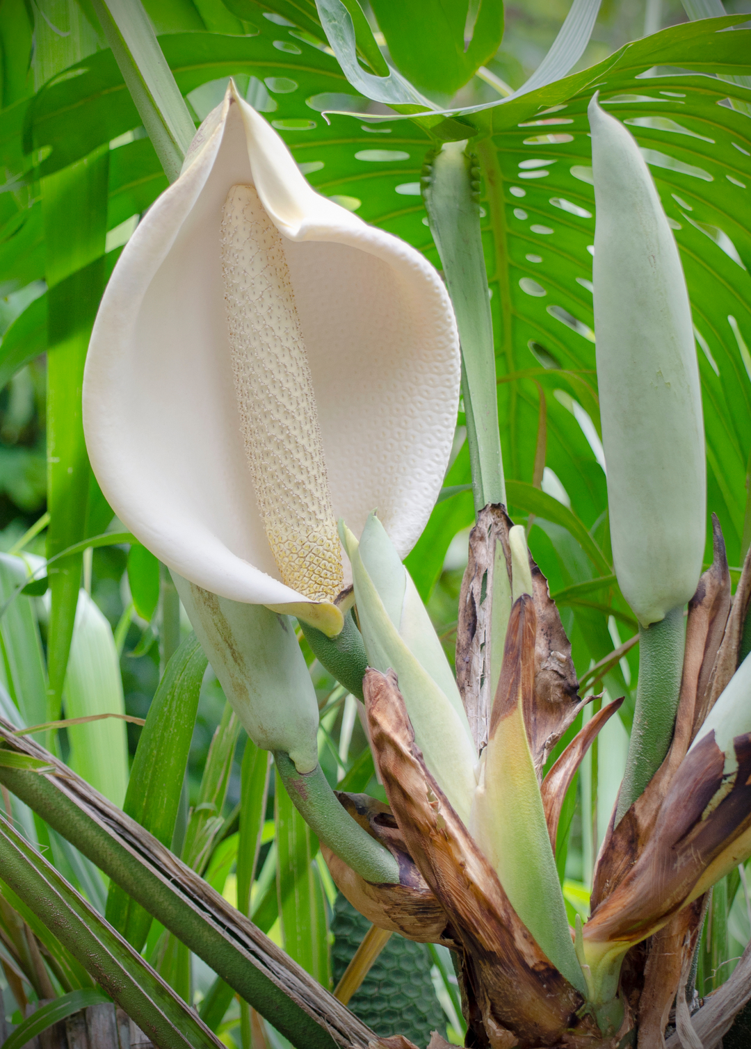 monstera flower Monstera Plant, Swiss Cheese Plant, Monstera Deliciosa