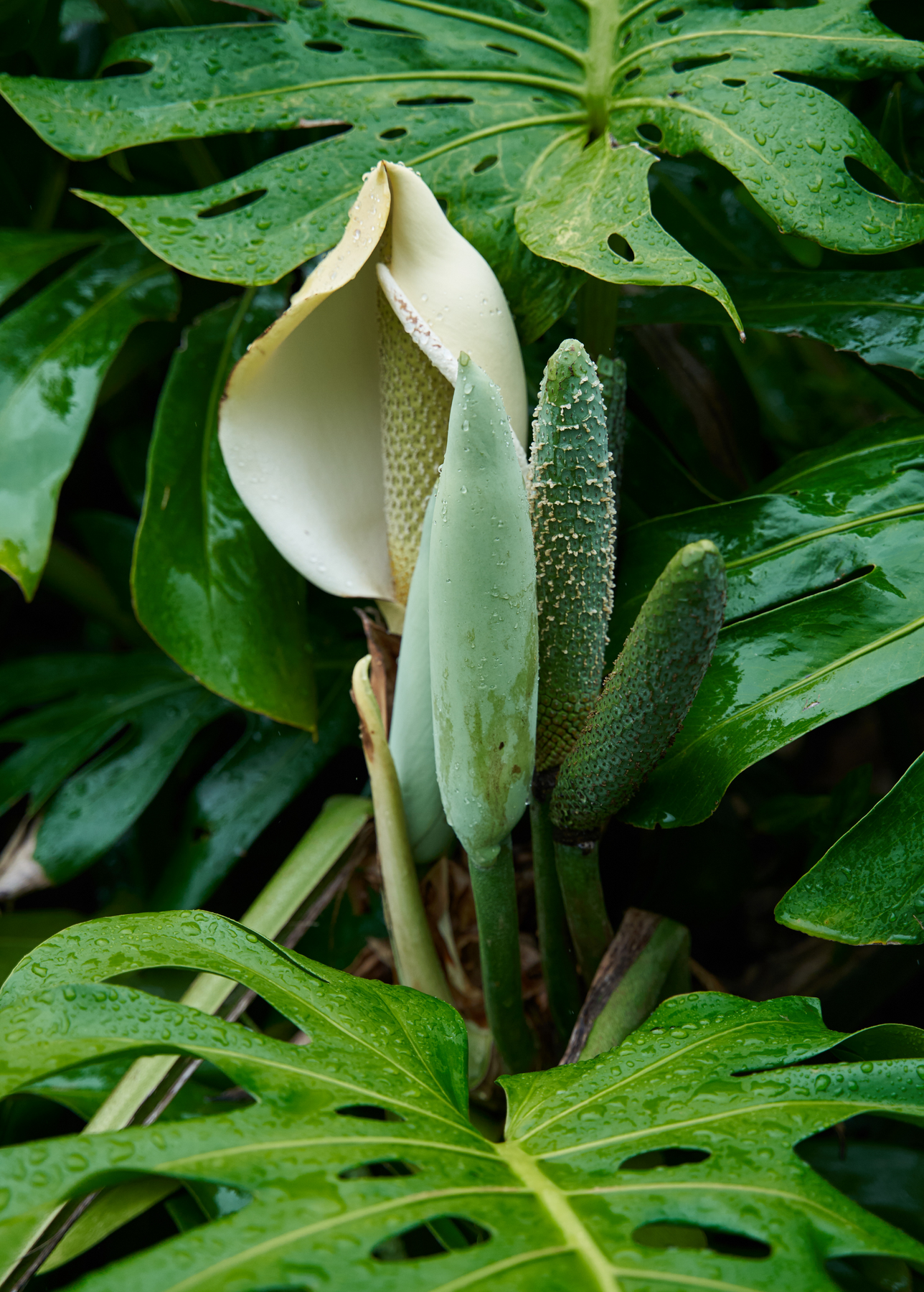 monstera deliciosa flor Monstera Plant, Swiss Cheese Plant, Monstera Deliciosa