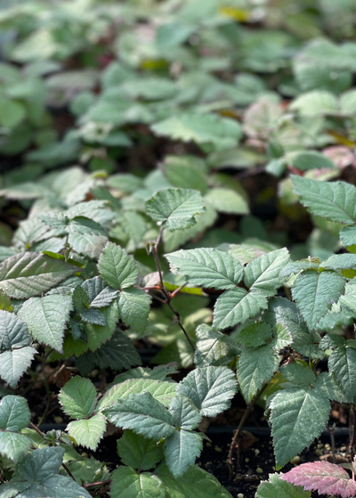 nursery tray of dozens of young Thornless Natchez Blackberry plants - serrated leaves grow from thin, crooked stems in  trifoliate pattern