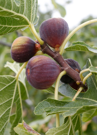 several reddish brown ripe figs on branch with leaves