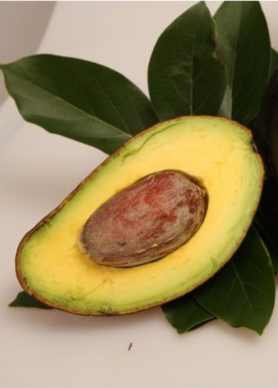 Oro Negro avocado cut in half exposing oblong seed and yellow flesh - background of dark green leaves on white table