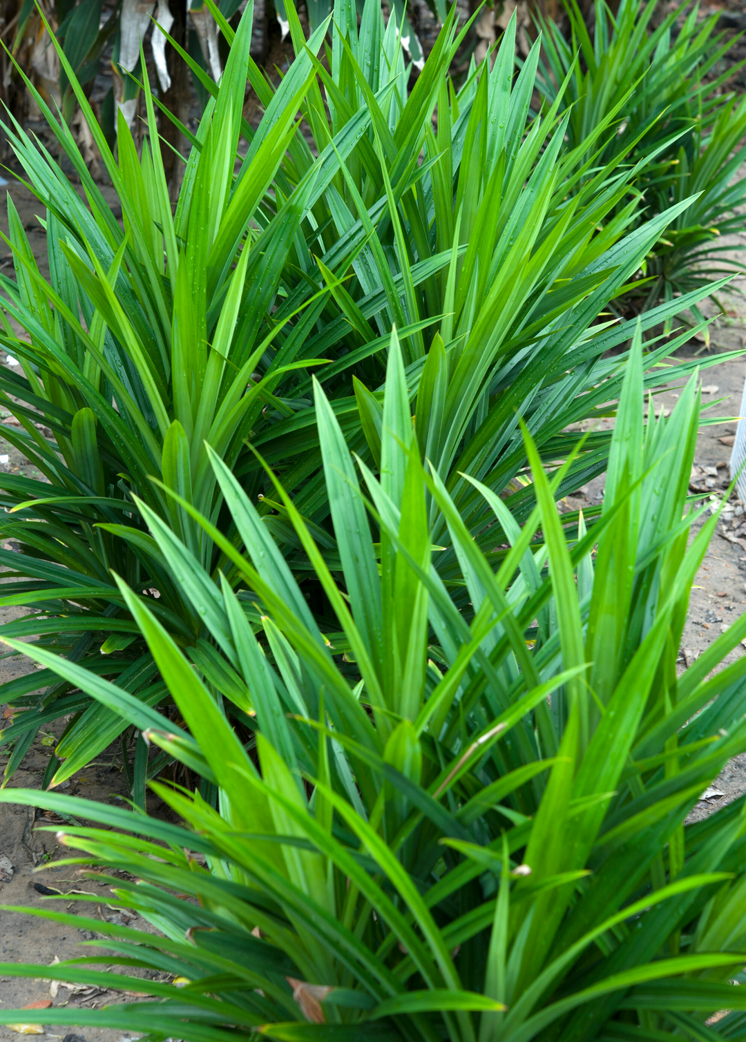 Pandan Leaf Plant for Sale