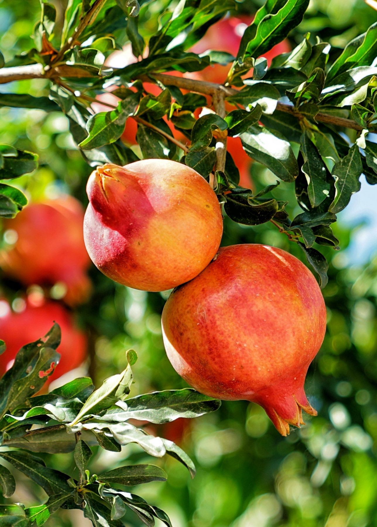 fertilizer for pomegranate plant Pomegranate 'Parfianka' (Punica granatum) Medium Coconut Coir