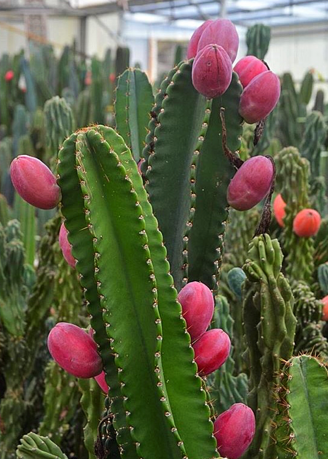 Peruvian Apple Cactus (Cereus repandus) Medium Coconut Coir Pot