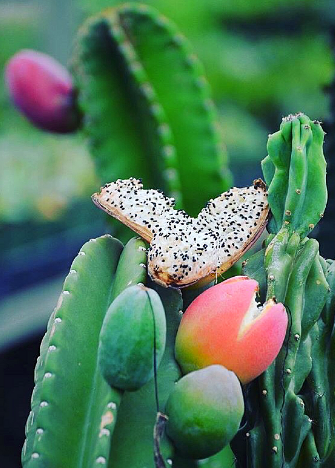 Peruvian Apple Cactus (Cereus repandus) Medium Coconut Coir Pot