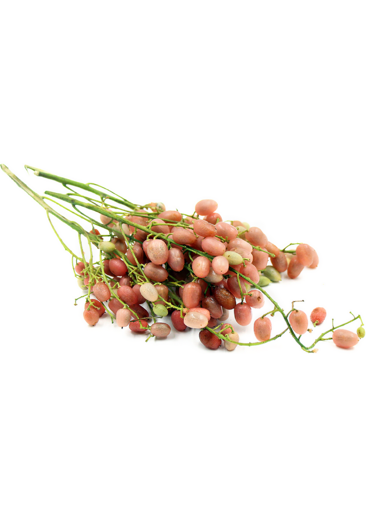 Wampee Roots Pink Wampee, Clausena excavata - Tropical Fruit Tree | Sow Exotic