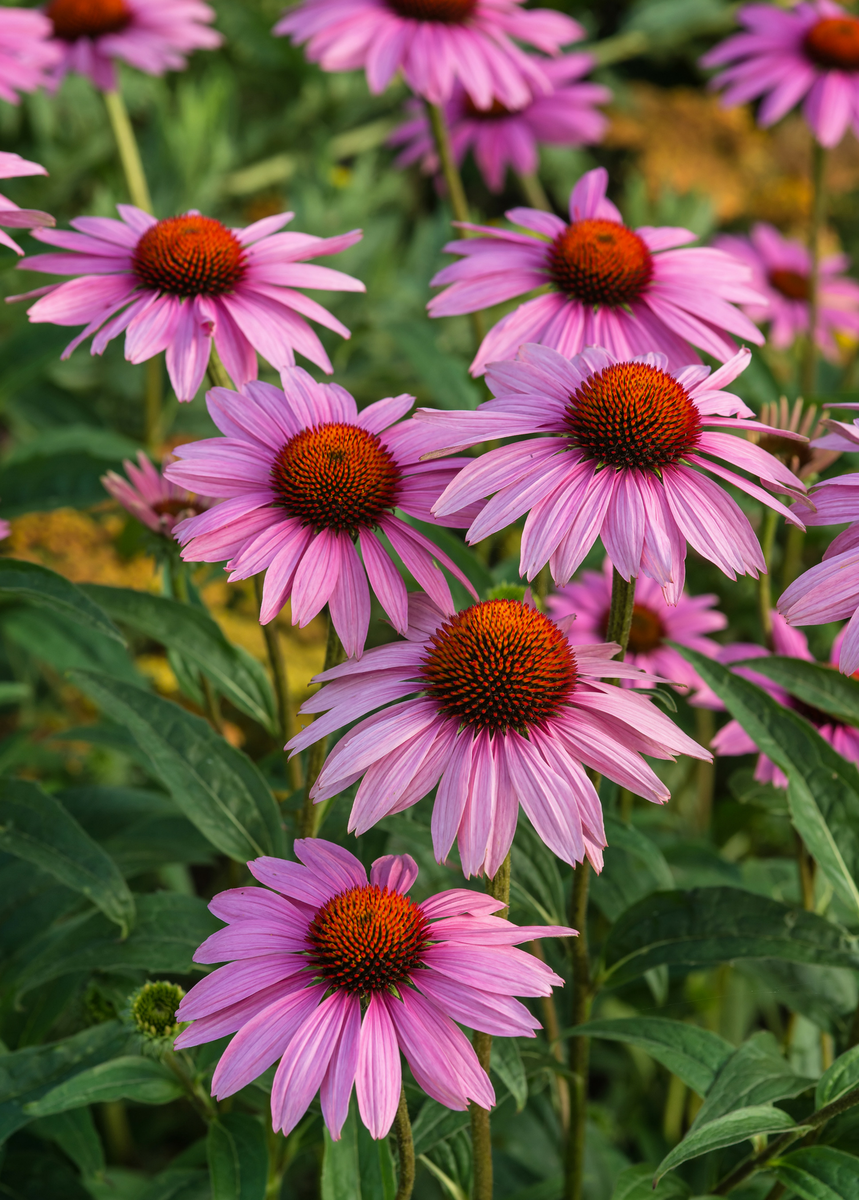 Echinacea Purple Coneflower | Live Medicinal Herb Plant | Sow Exotic