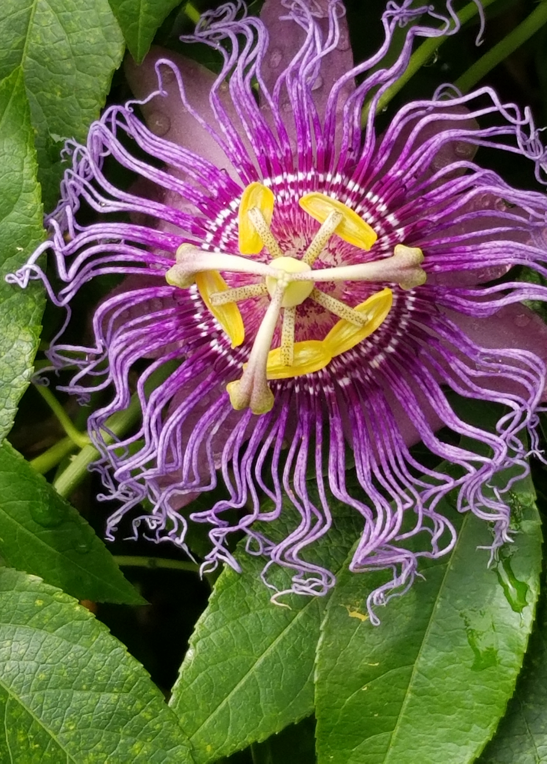 Passion Fruit Vine, Passiflora edulis