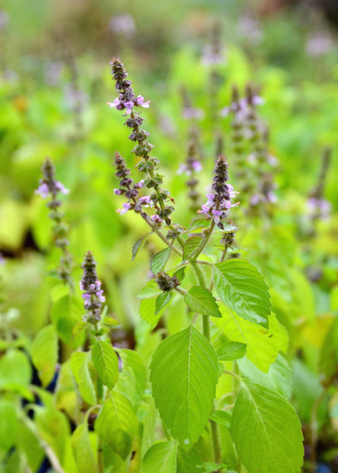 tulsi plant Rama Tulsi Plant, Medicinal Herb