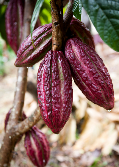 cluster of reddish purple oval fruits  with vertical indentions around and bumpy texture - Red Cacao plant