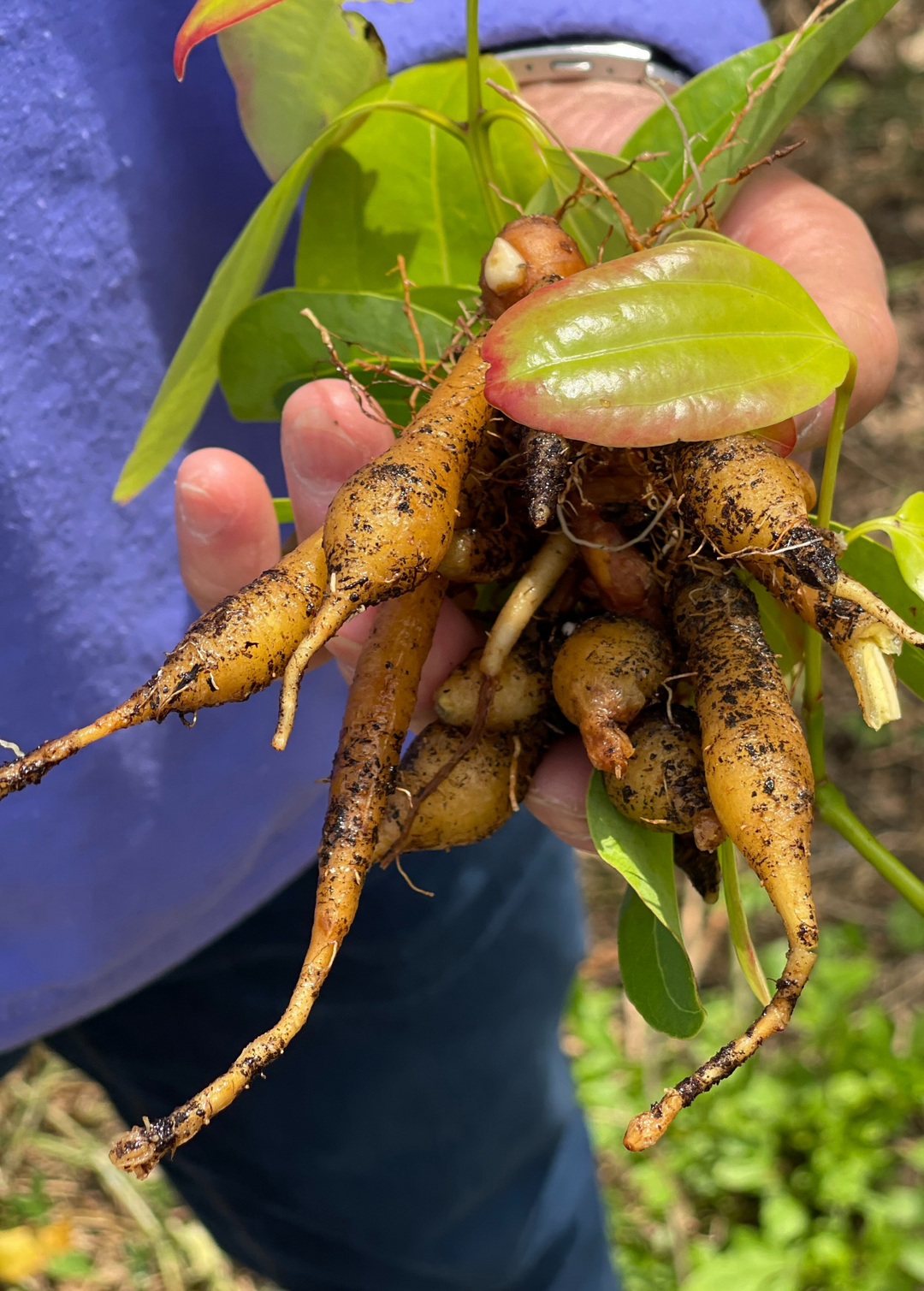 Arrowroot | Live Plant