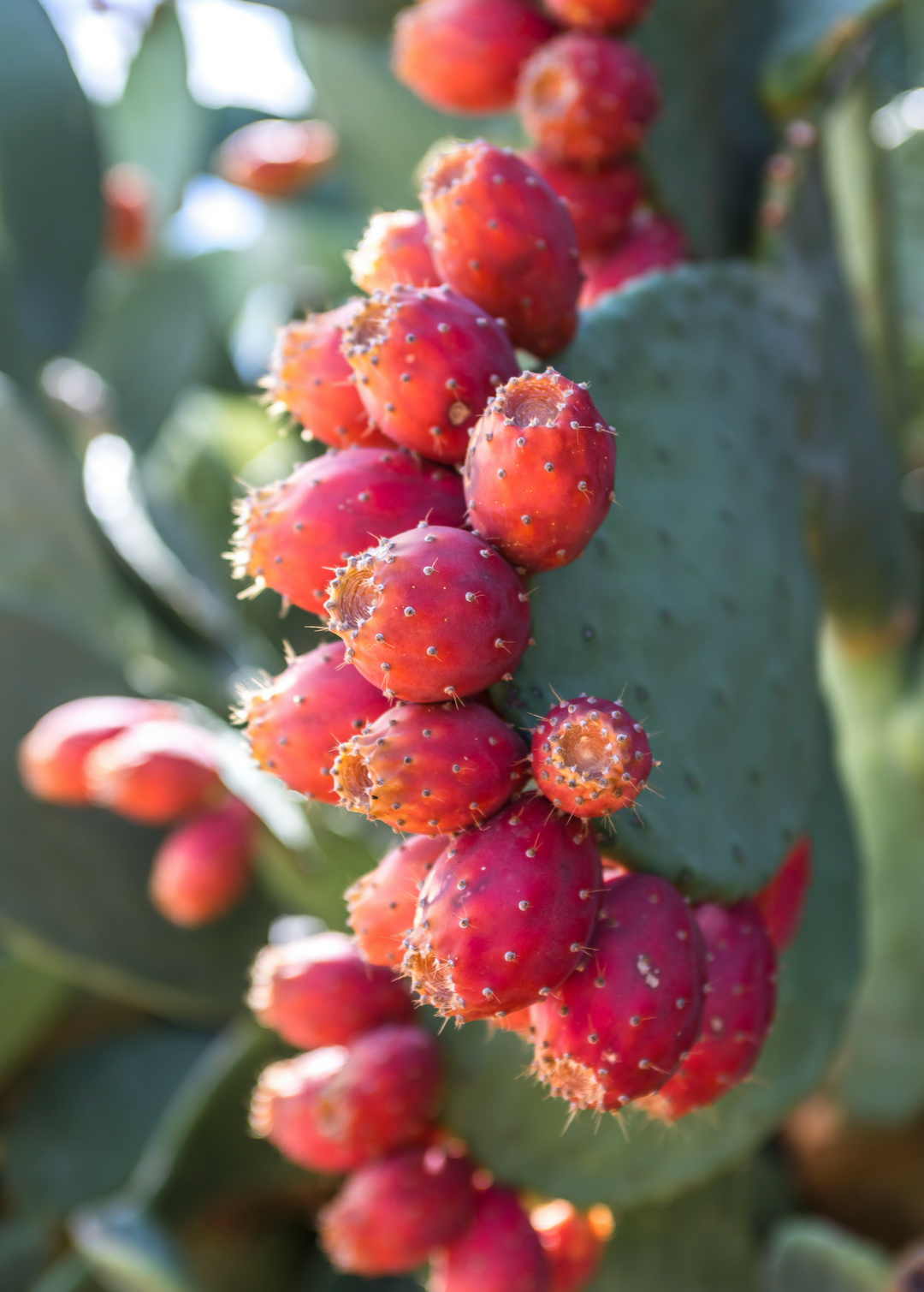 Mexican Tuna Prickly Pear Cactus Fruit Plant, Opuntia ficus-indica – Sow  Exotic