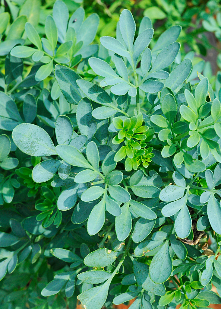 Live Rue Plants for Sale | Medicinal Herb