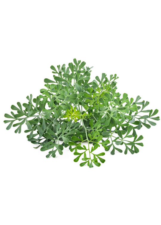 rue plant indoors Live Rue Plants for Sale | Medicinal Herb