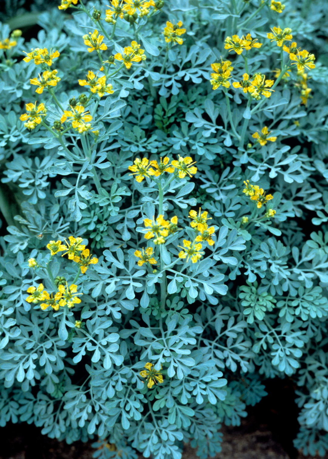 ruta graveolens plant Ruta graveolens