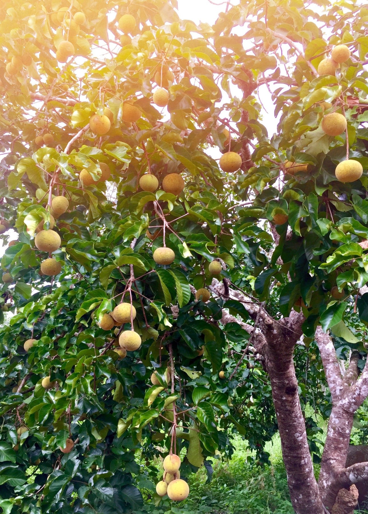 fruit bearing plants in philippines