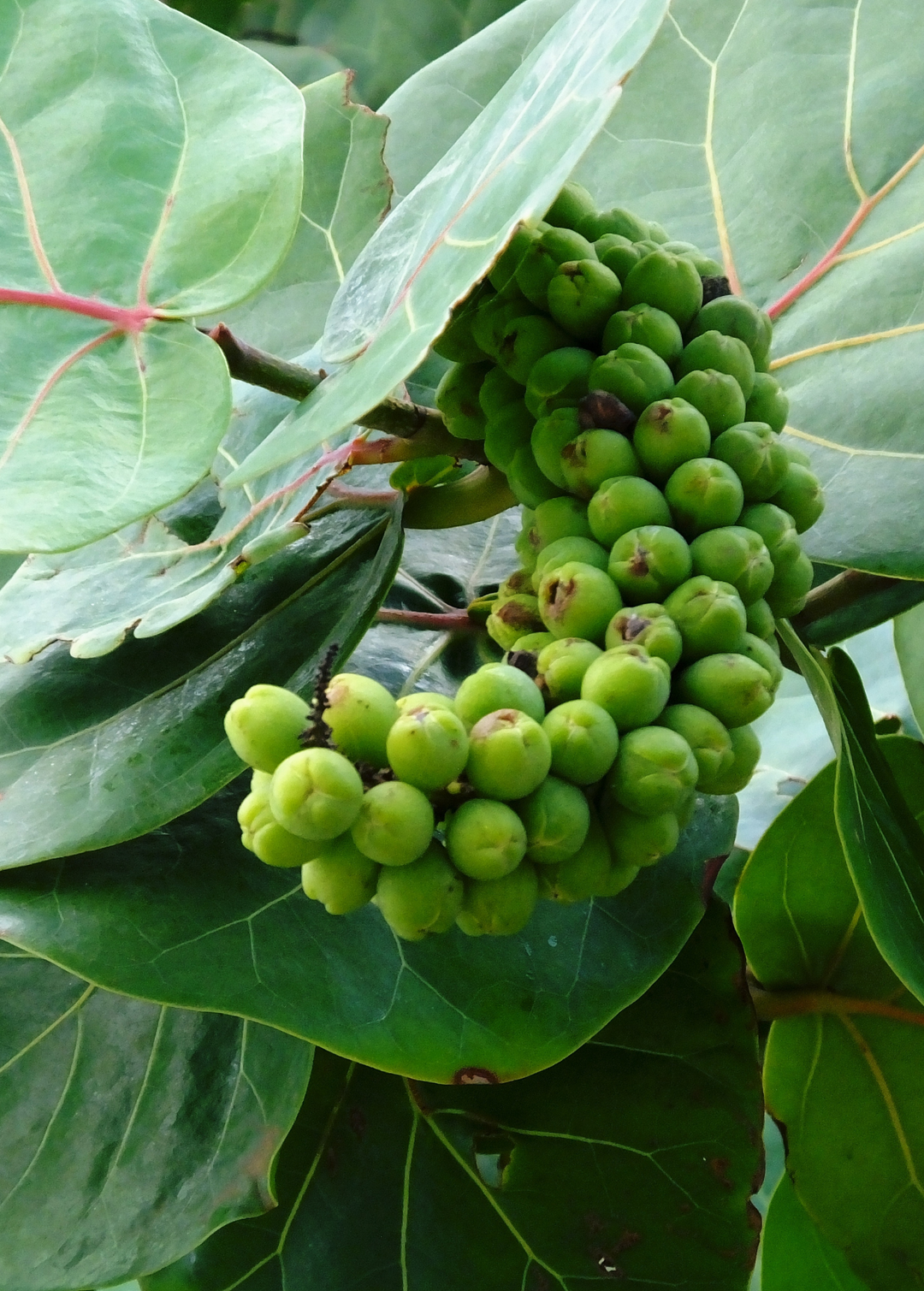 sea grape plant indoor Live Sea Grape Plants for Sale