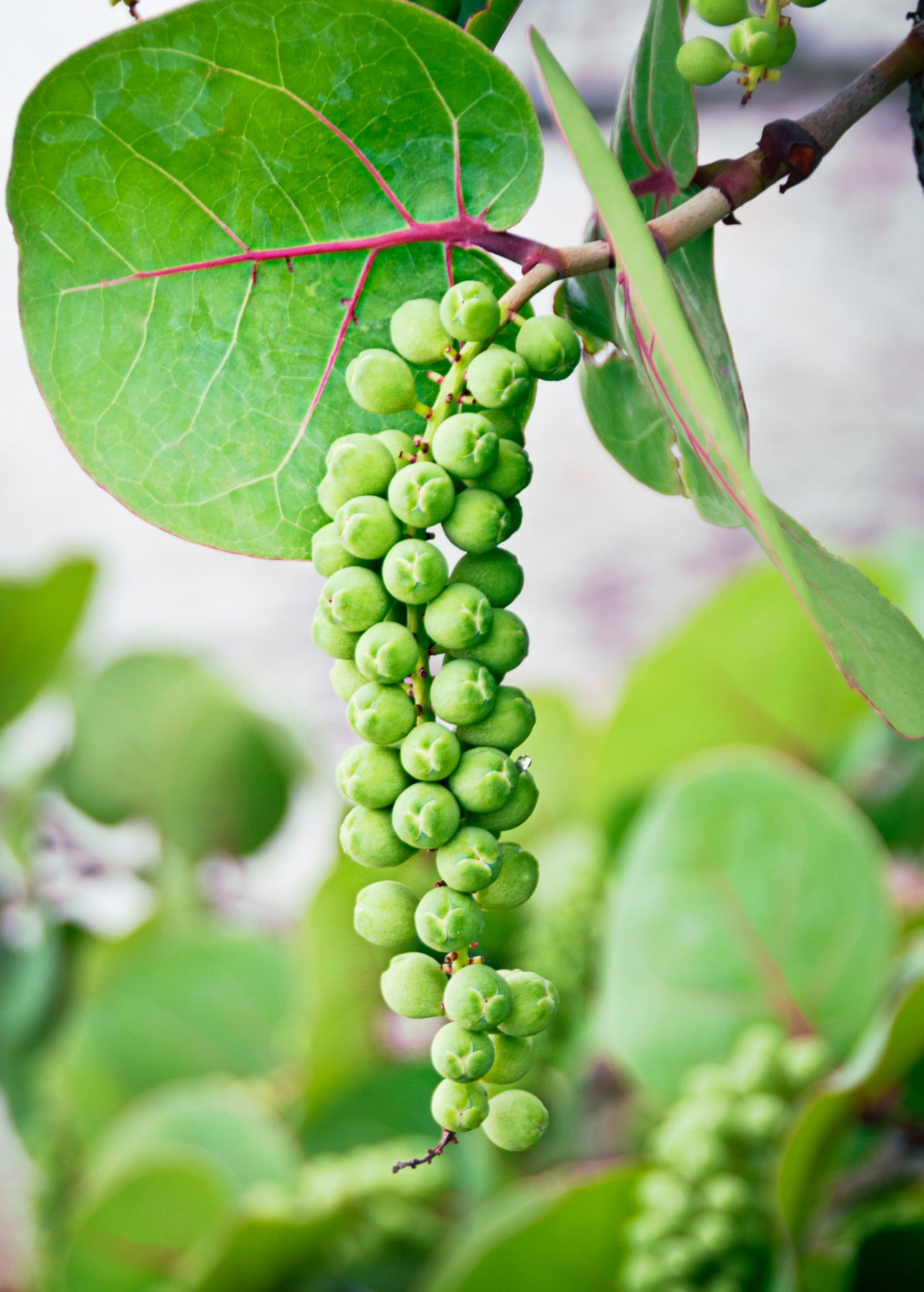 potted sea grape plant Live Sea Grape Plants for Sale