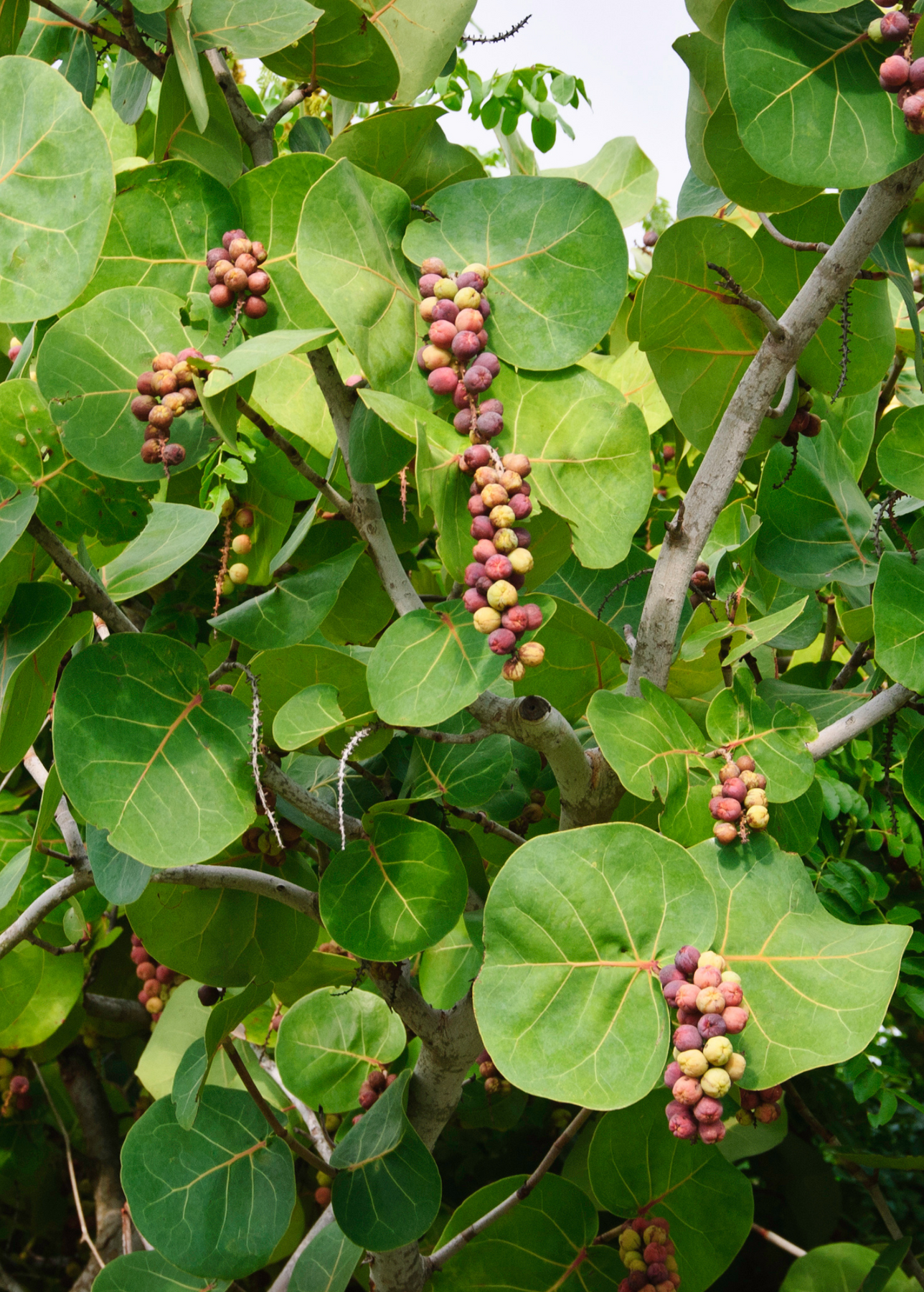 sea grape indoor plant care Live Sea Grape Plants for Sale