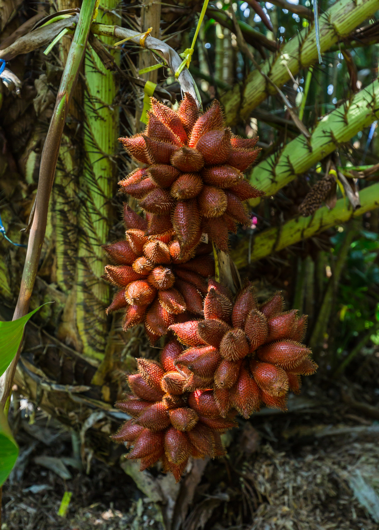 snake fruit plant Snake Fruit (Salacca zalacca)