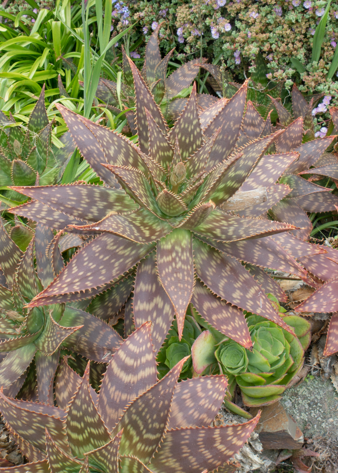 aloe vera plant jewel osco Soap Aloe Plant