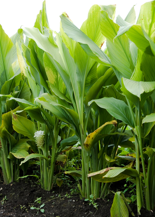 turmeric indoor plant Turmeric Plant | Curcuma longa | Medicinal Root