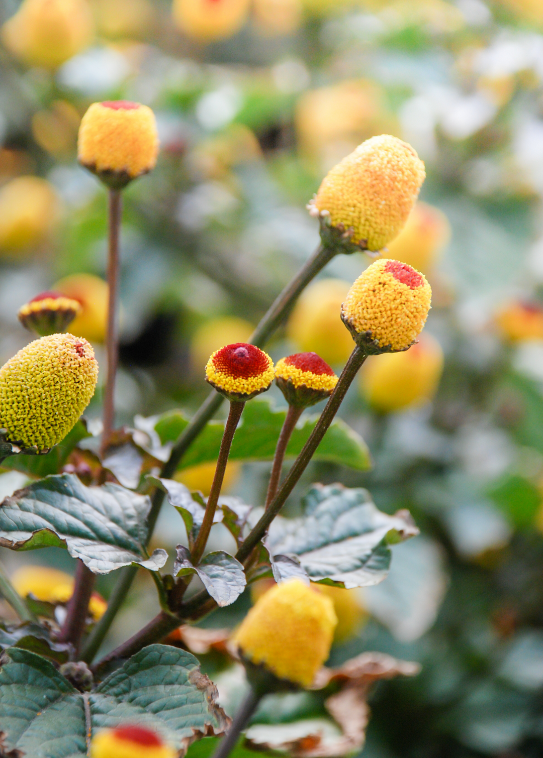 Electric Daisy Toothache Plant Spilanthes acmella