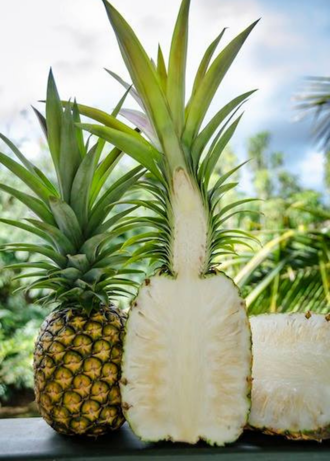 Pineapple Plants for Sale | SowExotic.com  Sow Exotic