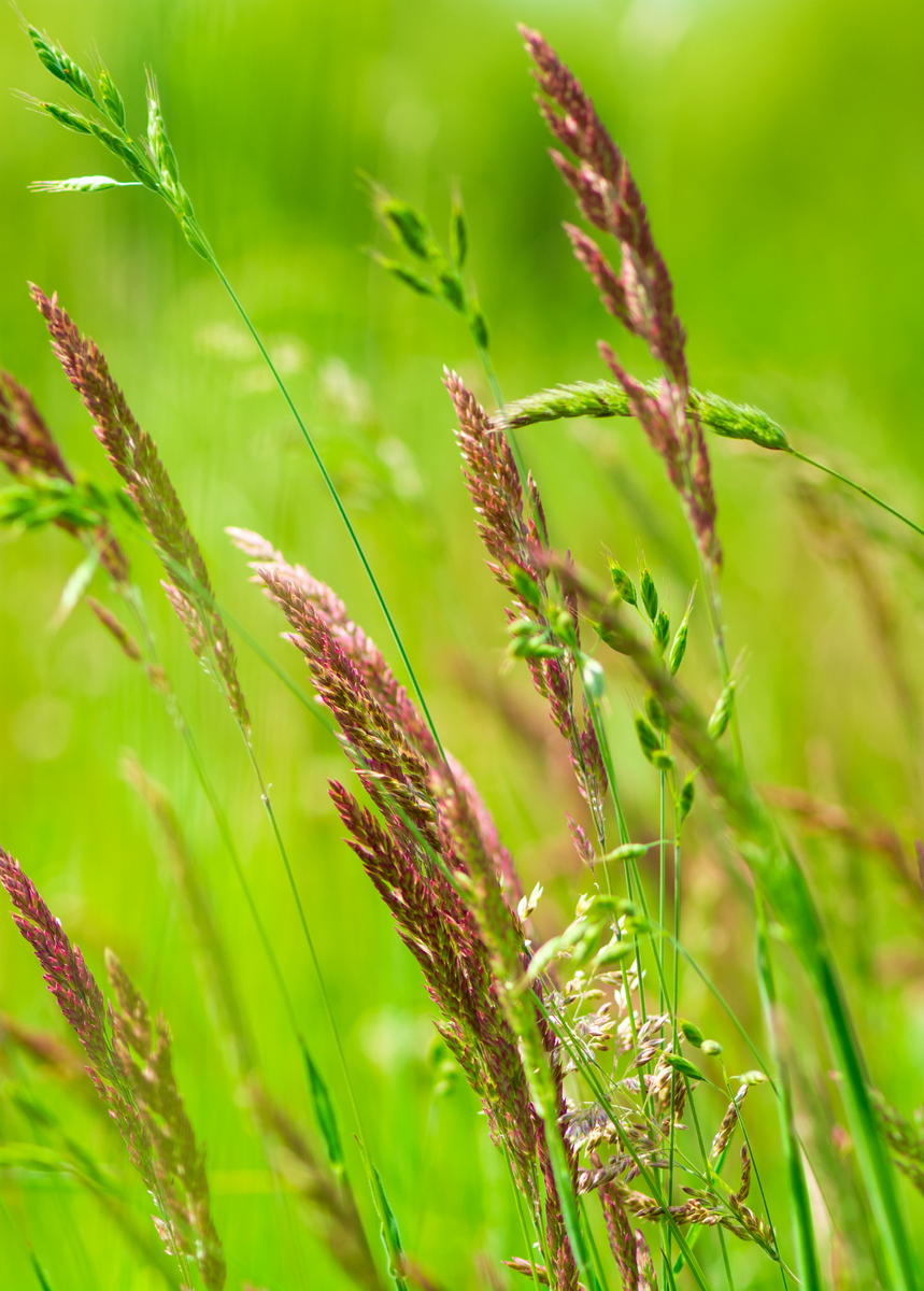 Sweetgrass Root Powder Sweetgrass Herb Plant, Hierochloe odorata | Sow Exotic