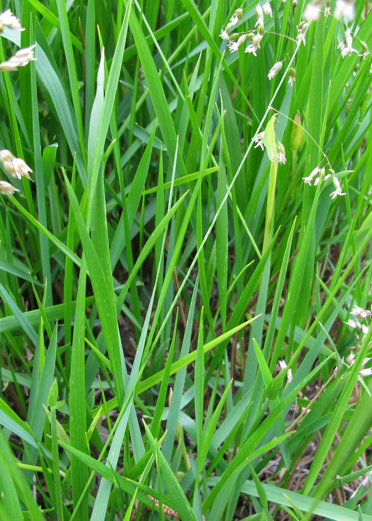 Sweet grass (Hierochloe odorata) Native