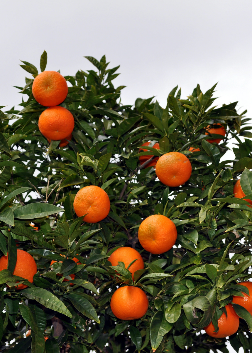 Tangerine Tree Groves