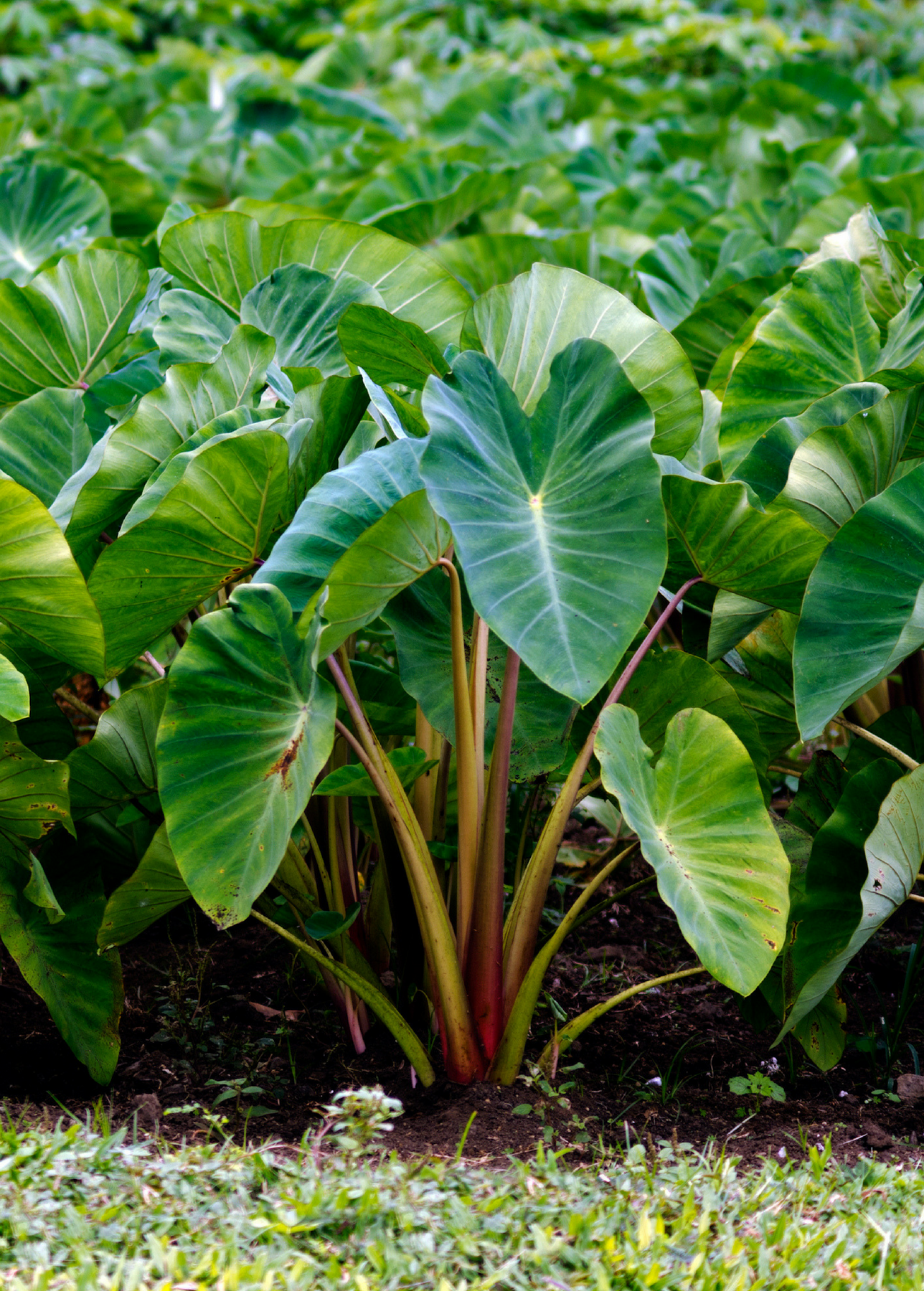 taro plant seeds Taro Plant, Red