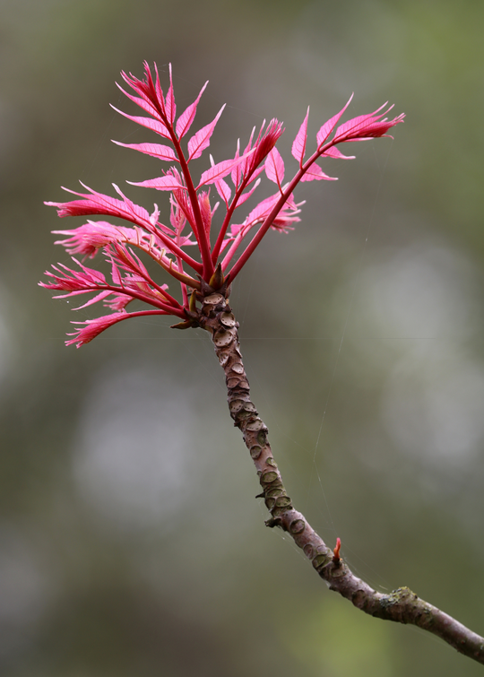 Red Toon Plant, Toona sinensis