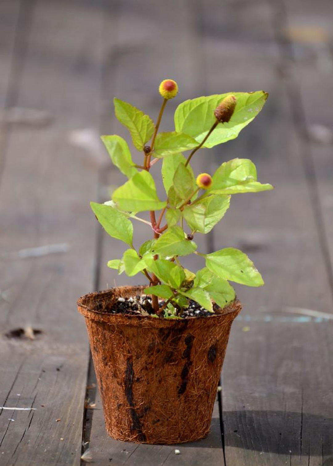 Electric Daisy Toothache Plant Spilanthes acmella