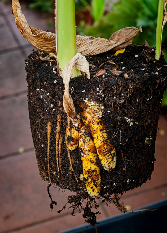 Turmeric Plant | Curcuma longa | Medicinal Root