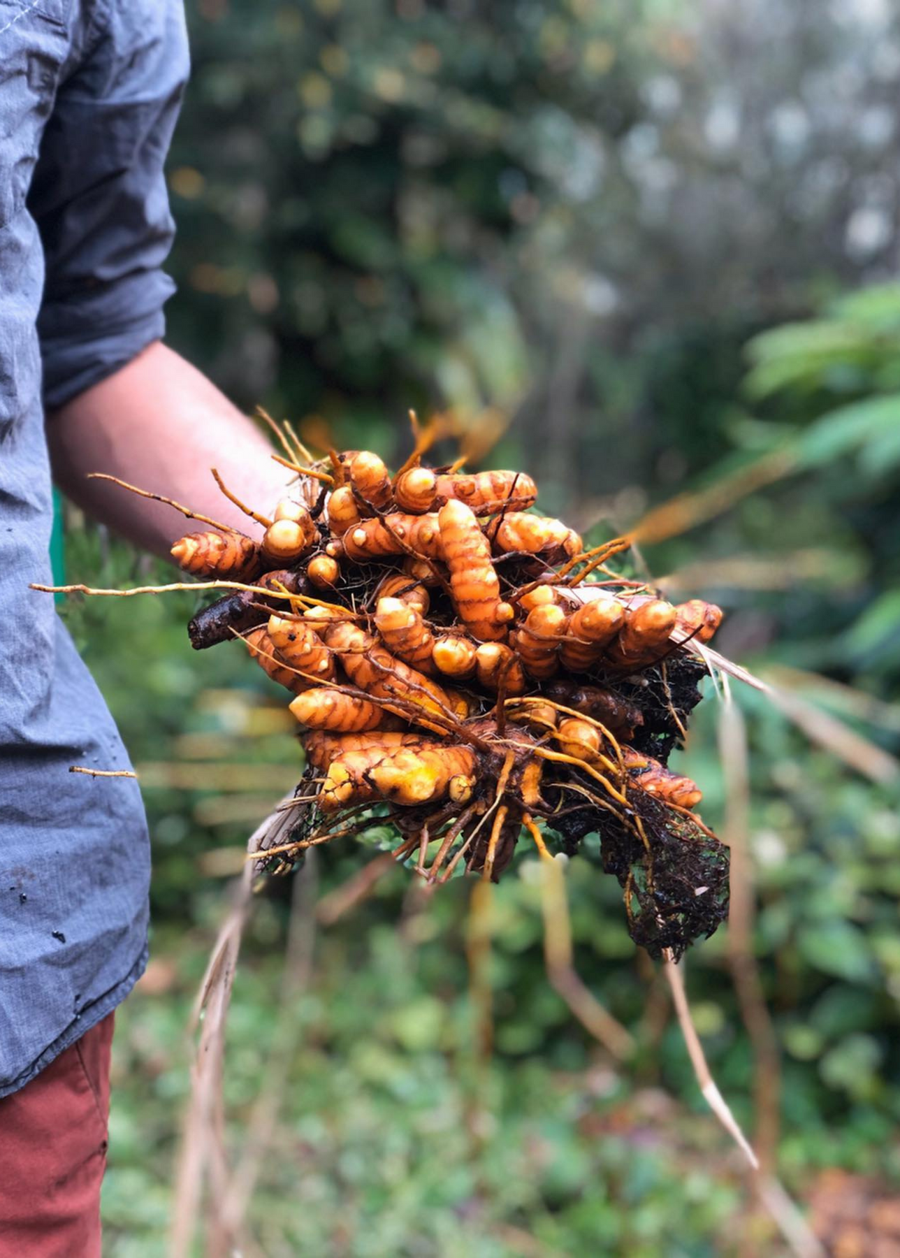 Turmeric Plant | Curcuma longa | Medicinal Root | Sow Exotic
