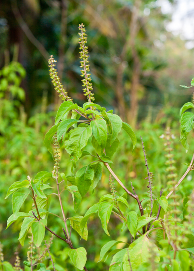 Java Ginseng Java Ginseng Plant | Medicinal Herb | Sow Exotic