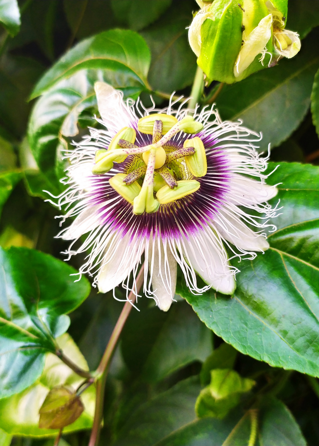 Yellow Passion Fruit Flower Yellow Passion Fruit Seeds Passiflora yellow-passion-fruit-flower-yellow-passion-fruit-seeds-passiflora