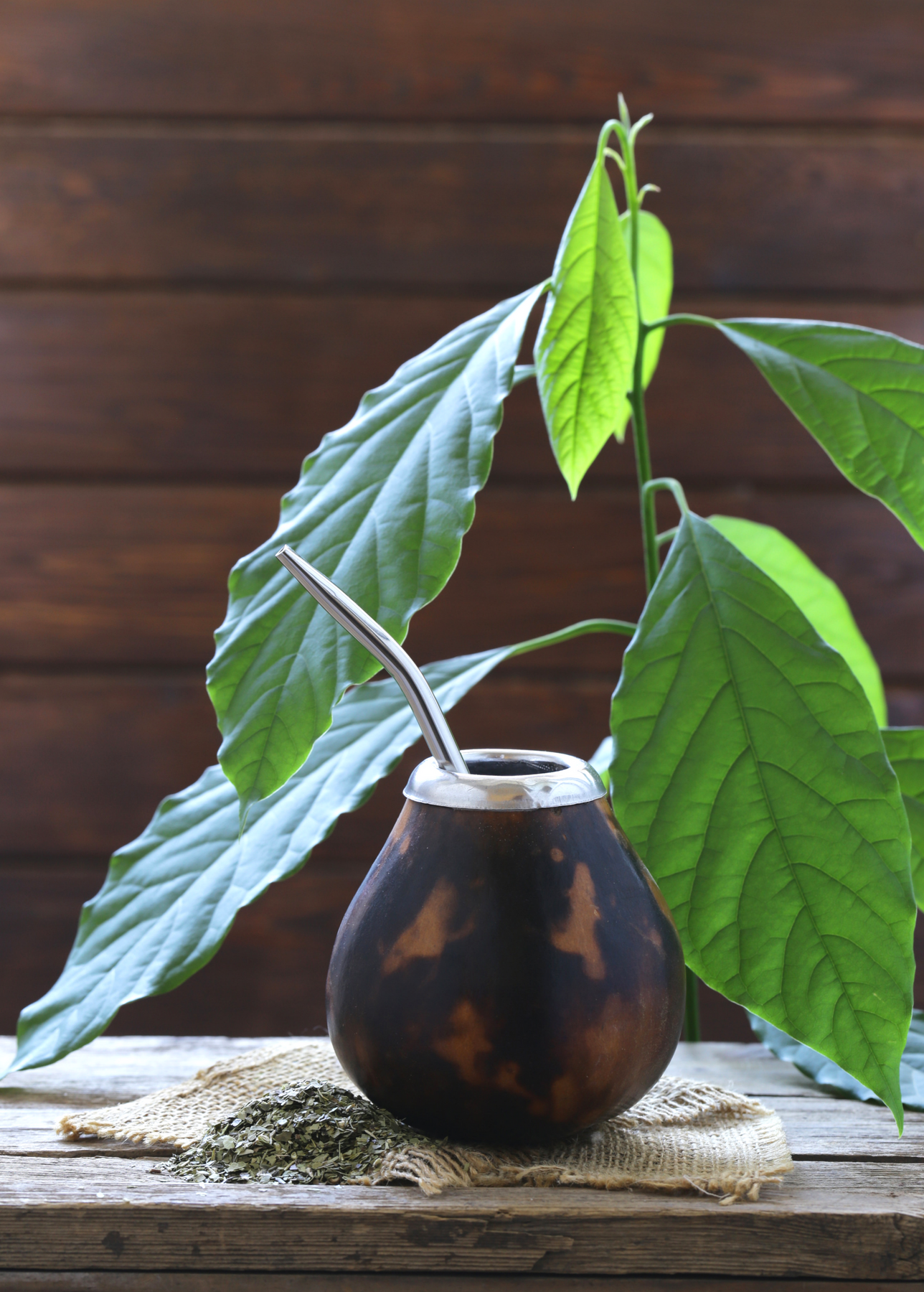 Yerba Mate Tea Tree Live Plant Sow Exotic yerba-mate-tea-tree-live-plant-sow-exotic